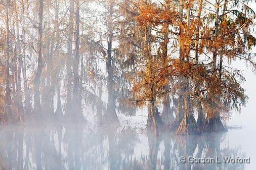 Lake Martin_26192.jpg - Photographed in the Cypress Island Preserve near Breaux Bridge, Louisiana, USA.